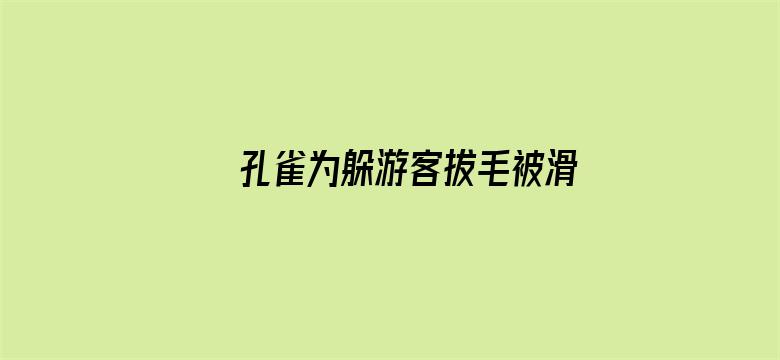 孔雀为躲游客拔毛被滑车碾死